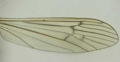 Symplecta pilipes